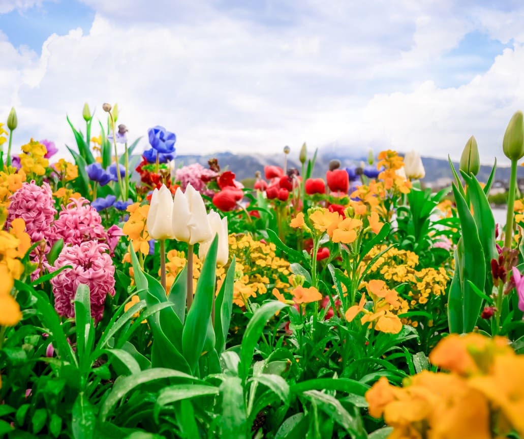 Colorful spring flowers in bloom.