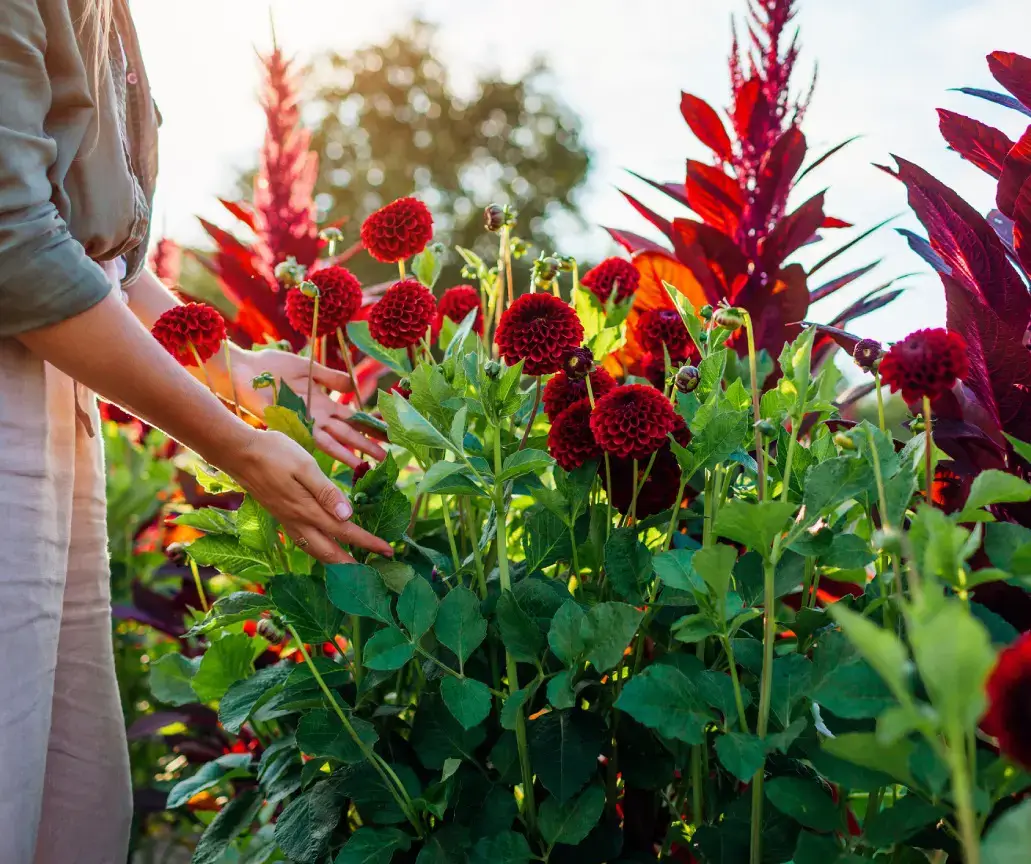 Alegri Fiori Ranch
