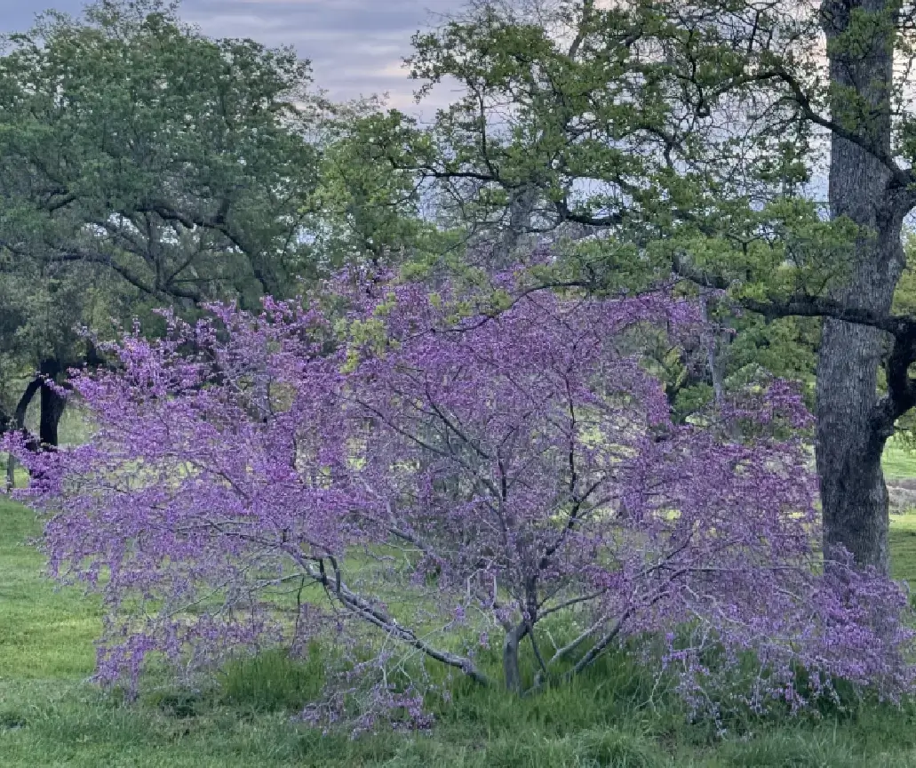 Alegri Fiori Ranch