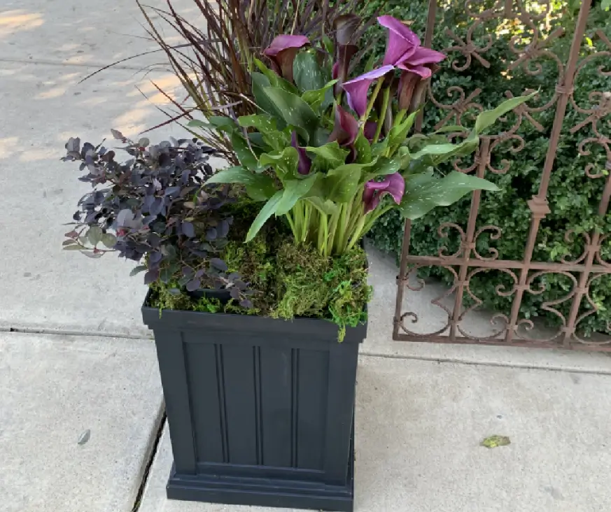 Alegri Fiori Ranch