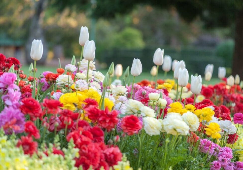 Colorful tulips and flowers in bloom.